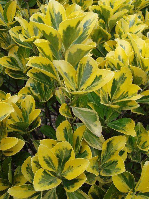 Euonymus japonicus 'Aureus' feuille